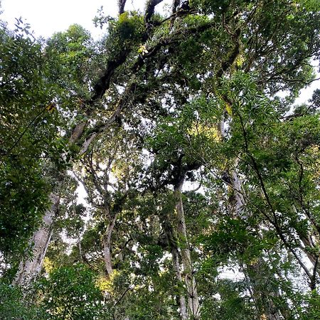Cabana Anturios San José Kültér fotó
