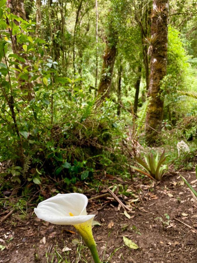 Cabana Anturios San José Kültér fotó