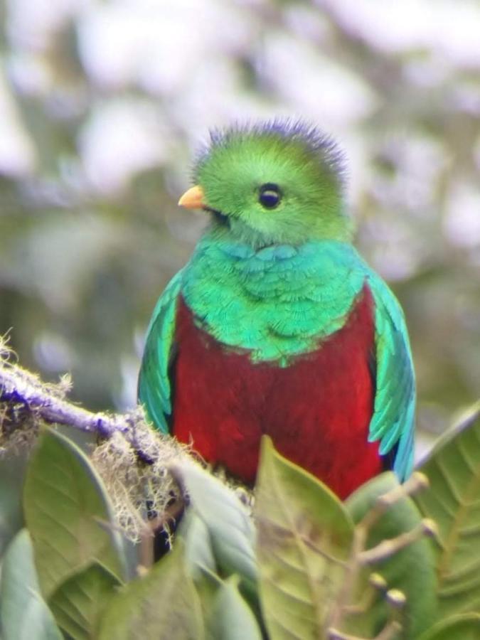 Cabana Anturios San José Kültér fotó