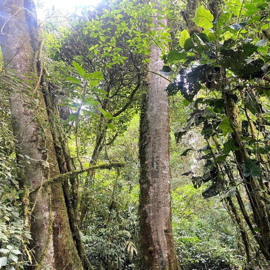 Cabana Anturios San José Kültér fotó