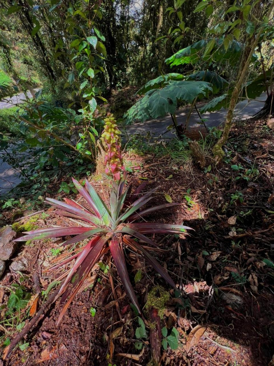 Cabana Anturios San José Kültér fotó